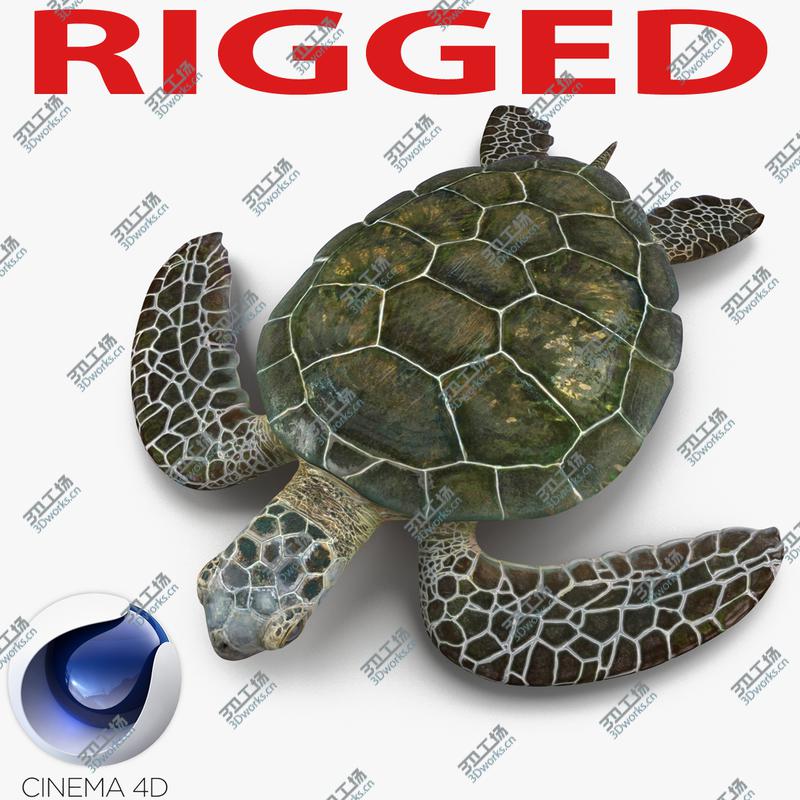 images/goods_img/20210313/Sea Turtle Rigged for Cinema 4D/1.jpg